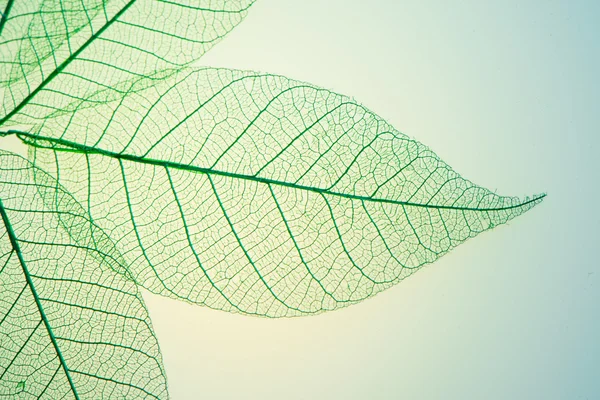 Πράσινα φύλλα μεσημβρινοί — Φωτογραφία Αρχείου
