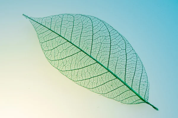 Gröna blad meridianer — Stockfoto