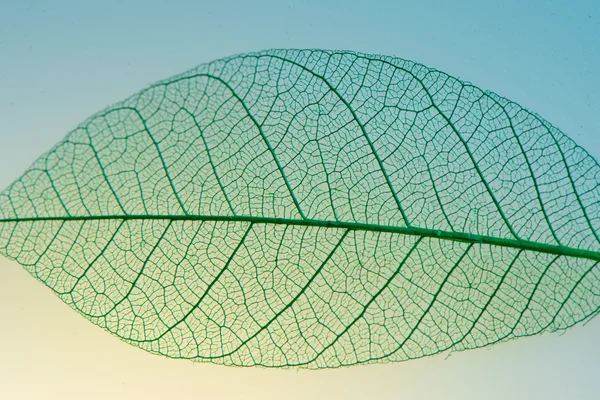 Groene bladeren meridianen — Stockfoto