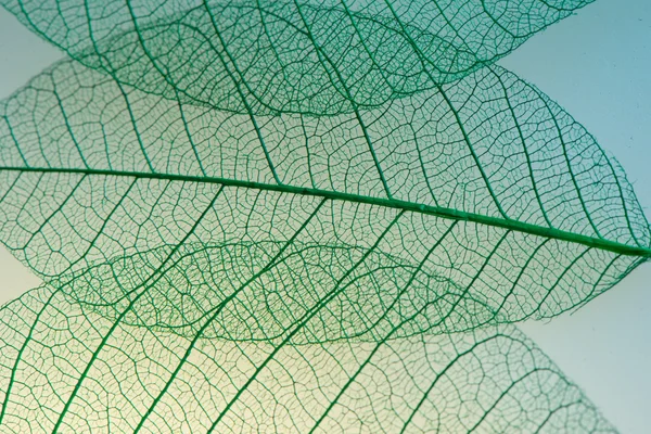 Green leaves meridians — Stock Photo, Image