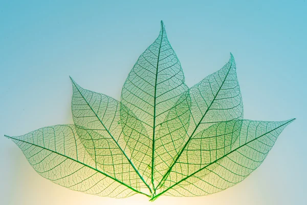 Green leaves meridians — Stock Photo, Image