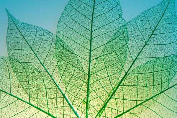 Green leaves meridians — Stock Photo, Image