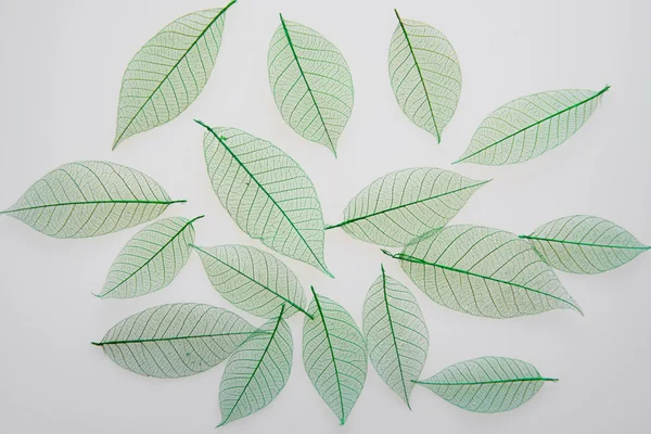 Green leaves meridians — Stock Photo, Image