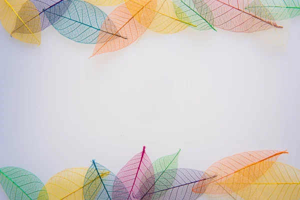 Transparent color leaves — Stock Photo, Image