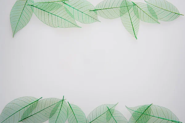 Green leaves meridians — Stock Photo, Image