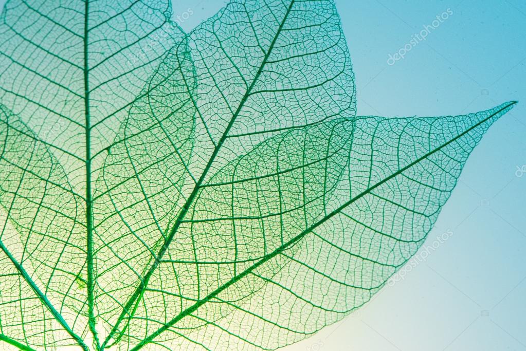 скелетированые листы ветор. скелет листа. рентген листьев. рентген листьев. абстрактные рисунки.