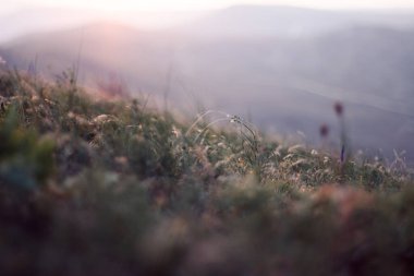Gün batımında dağlarda çimenler