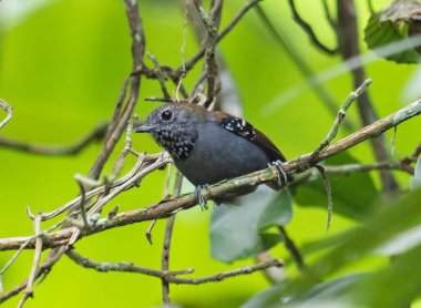Bu yakın çekim vahşi yaşam fotoğrafı yoğun yeşil yaprakların arasında narin bir dalda dinlenen küçük bir orman kuşunu yakalar. Canlı doğal ışıklandırma kuşların tüylerinin karmaşıklığını vurgular ve dingin, dalgın bir atmosfer yaratır..