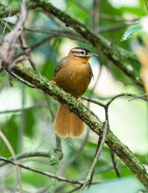 Yumuşak doğal ışık ve zengin yeşil tonlarla yakalanmış canlı bir tropikal ormandaki yosunlu bir dala tünemiş büyüleyici küçük kahverengi bir kuş..