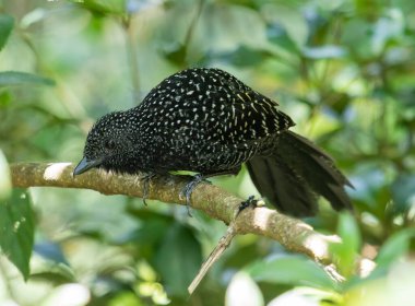 Benekli siyah bir kuş, yoğun yeşil yapraklarla çevrili güneşli bir dala tünemiş. Yumuşak doğal ışık belirgin beyaz işaretlerini ve gür orman çevresini vurgular..