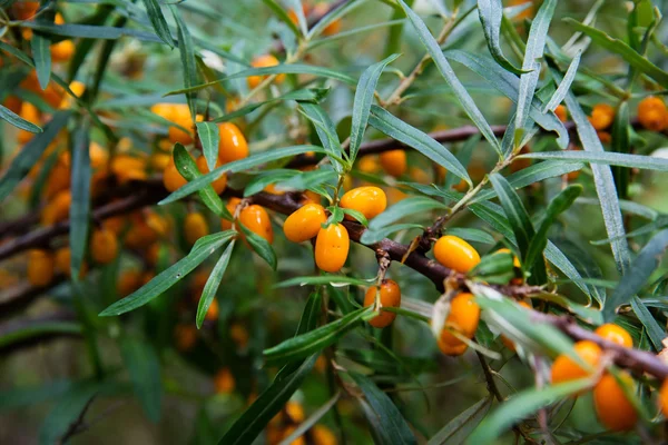 Branch with berries of sea buckthorn — Stock Photo, Image