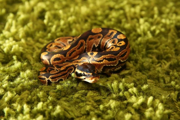Python 丽君蛇 （皇家或球蟒) — 图库照片