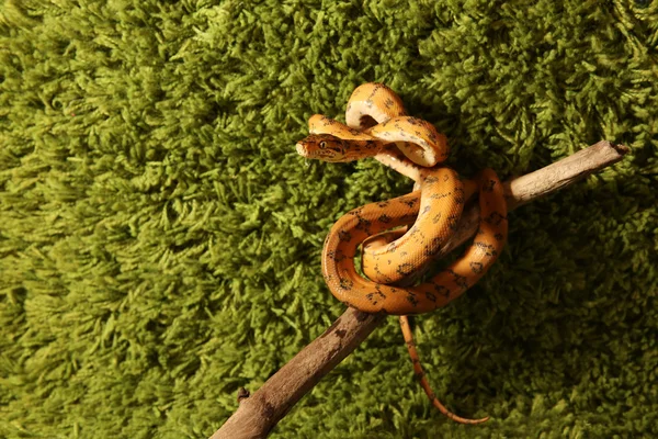 亚马逊树蟒 (Corallus hortulanus) 蛇 — 图库照片