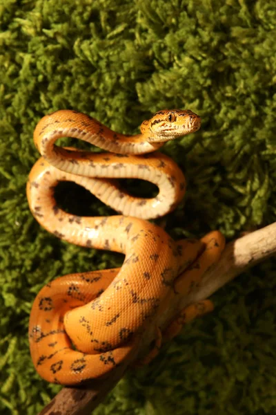 亚马逊树蟒 (Corallus hortulanus) 蛇 — 图库照片