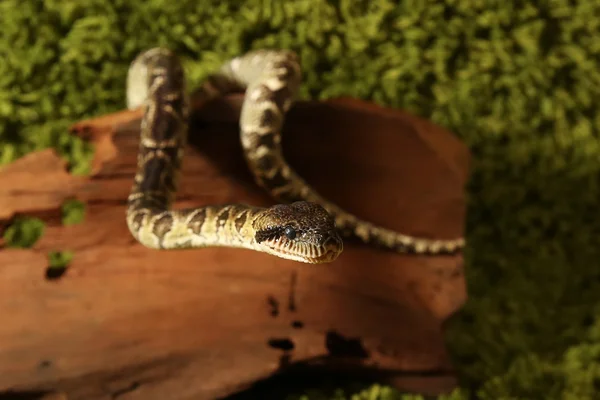 Serpente boa dell'albero del Madagascar — Foto Stock