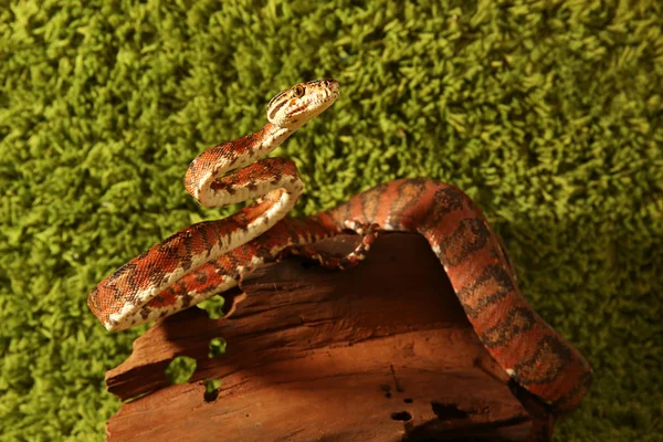 Serpiente del árbol del Amazonas boa (Corallus hortulanus) —  Fotos de Stock