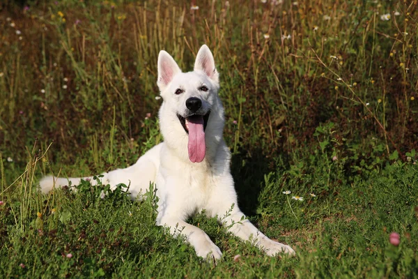 Perro pastor suizo blanco — Foto de Stock