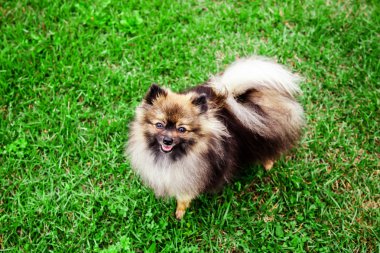 Alman spitz köpek
