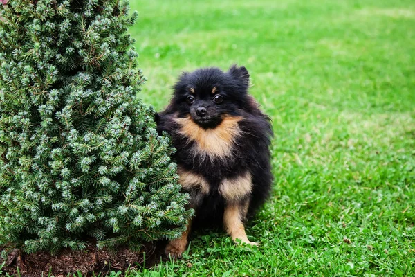 Tedesco Spitz cane — Foto Stock