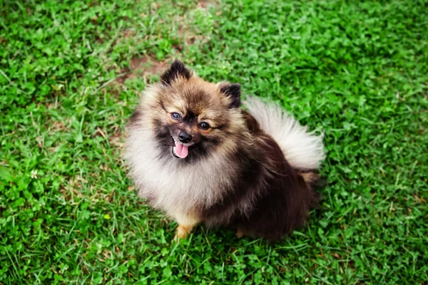 German Spitz dog — Stock Photo, Image