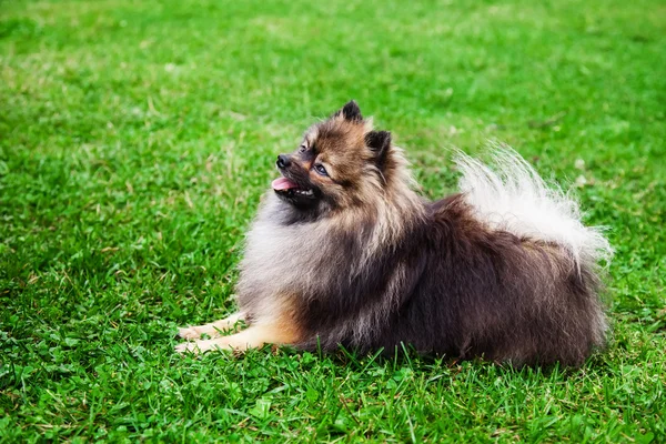 Duitse spitz hond — Stockfoto