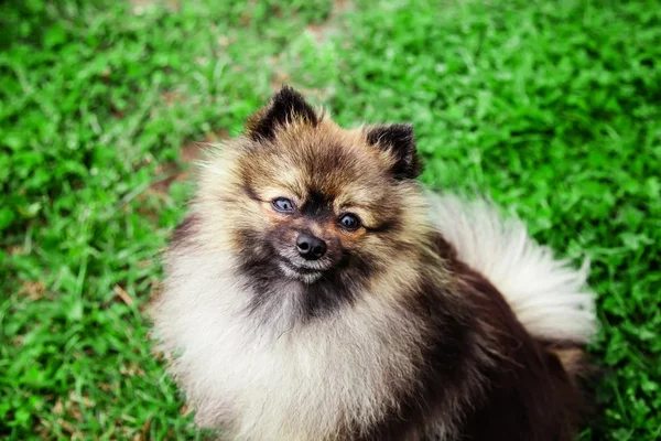 Deutscher Spitzhund — Stockfoto