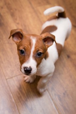 Jack Russell Terrier köpek yavrusu