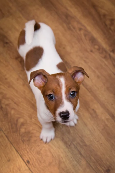 Jack Russell Terrier, valp — Stockfoto