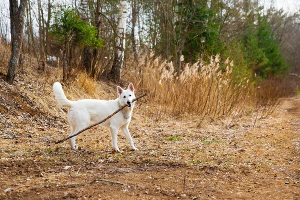 Cão pastor suíço branco — Fotografia de Stock