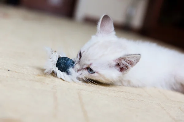 Γκρι γάτος με μπλε μάτια παίζει — Φωτογραφία Αρχείου