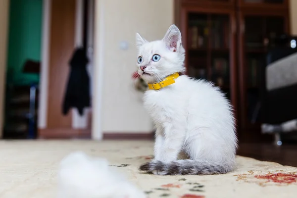 Gatito gris con ojos azules —  Fotos de Stock