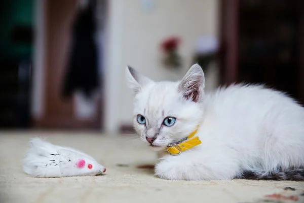 Γκρι γάτος με μπλε μάτια — Φωτογραφία Αρχείου