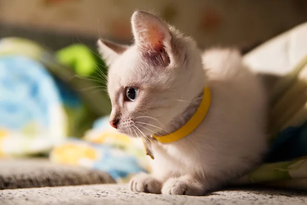 Gatito gris con ojos azules —  Fotos de Stock