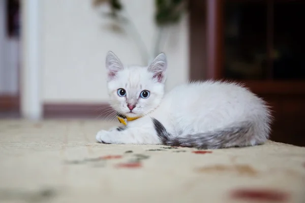 Grijs kitten met blauwe ogen — Stockfoto