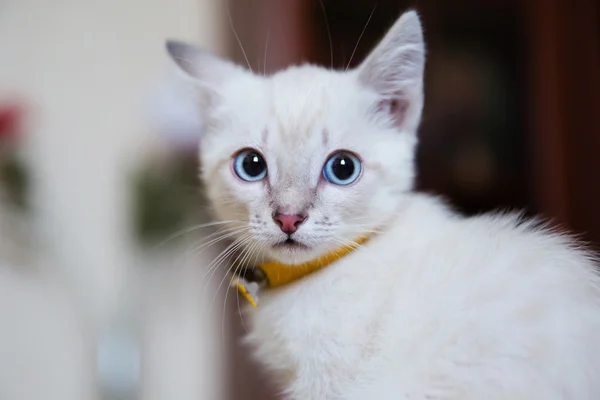 Gatito gris con ojos azules —  Fotos de Stock