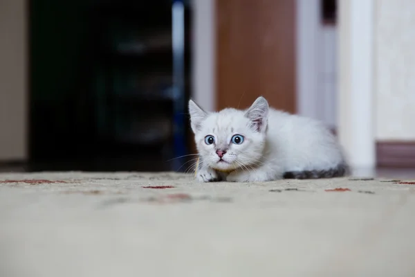 Gatito gris con ojos azules cazando —  Fotos de Stock