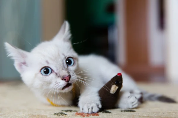 Gatito gris con ojos azules jugando —  Fotos de Stock
