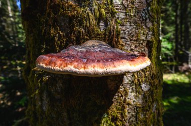 Ormandaki bir ağaç gövdesinde büyüyen büyük bir mantarın yakın çekimi. Mantarın açık kenarlı, kırmızımsı kahverengi bir rengi vardır. Ağaç gövdesi yosunla kaplı, doğal ve gür bir manzara yaratıyor. Işıklandırma yumuşak ve dağınık, Highli