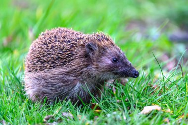Büyüleyici bir kirpi bahçedeki yemyeşil çimlerin arasında dinleniyor. Kirpinin dikenli paltosu ve odaklanmış bakışları vahşi yaşamın büyüleyici bir portresini yaratır..