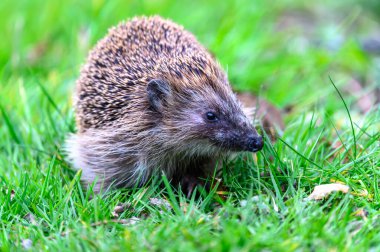 Büyüleyici bir kirpi bahçedeki yemyeşil çimlerin arasında oturur. Kirpinin tüyleri göze çarpar ve odaklanmış ifadesi resmin cazibesini arttırır. Canlı yeşil renkler doğal ve huzurlu bir atmosfer yaratır..