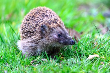Büyüleyici bir kirpi canlı bir bahçedeki yemyeşil çimlerin üzerinde dinlenir. Kirpinin tüyleri kahverengi ve bej karışımıdır, yeşilliklerle çok güzel zıtlaşırlar. Huzurlu ve doğal bir manzara..