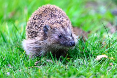 Büyüleyici bir kirpi canlı bir bahçedeki yemyeşil çimlerin üzerinde dinlenir. Kirpinin dikenli kürkü, yumuşak yeşil arka planla çok güzel tezat oluşturuyor. Doğal ortamdaki doğal yaşamın iç açıcı bir sahnesini oluşturuyor..