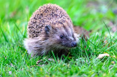 Büyüleyici bir kirpi bahçedeki yemyeşil çimlerin arasında oturur. Kirpinin tüyleri kahverengi ve bej renginin karışımıdır. Parlak yeşil arkaplanla çok uyumsuzdurlar. Görüntü huzur ve doğal güzelliği çağrıştırıyor..