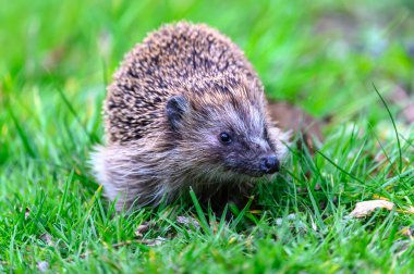 Büyüleyici bir kirpi bahçedeki yemyeşil çimlere dayanır. Kirpinin tüyleri kahverengi ve bej karışımıdır ve yüzü siyah bir burun ve koyu renk gözlerle detaylandırılmıştır. Sahne bir huzur ve doğal güzelliği çağrıştırıyor..