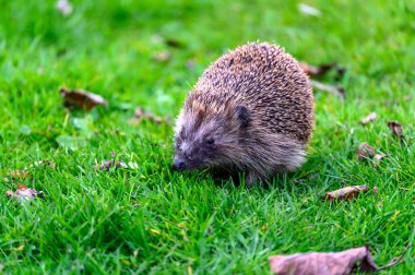Bahçedeki yemyeşil çimlerde sürünen büyüleyici bir kirpi. Kirpinin tüyleri göze çarpıyor ve yiyecek arıyor gibi görünüyor. Sahne bir huzur ve doğal güzelliği çağrıştırıyor..