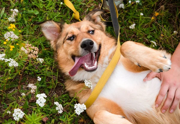 一只红红的 可爱的 快乐的小狗躺在草地上的空地上 它的舌头伸出来了 亲爱的 — 图库照片
