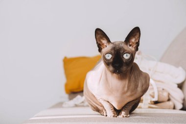 Kel kedi Kanadalı Sphynx Siyam rengi kanepede oturur.