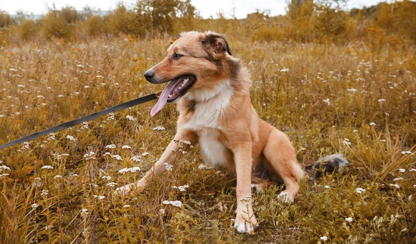 Cão Vermelho Grande Sentado Grama Animal Estimação — Fotografia de Stock