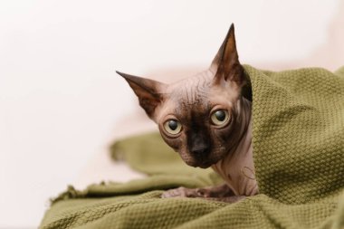 Kedi Kanadalı Sphynx yeşil bir battaniyenin altında 