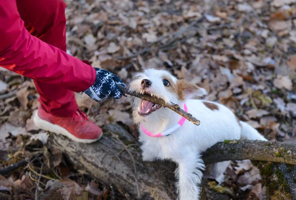 Cão Jack Russell Brincando Com Pau Parque Homem Vestido Vermelho — Fotografia de Stock